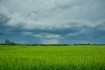 Obraz na płótnie Canvas Stormy rainy dark clouds and a green field of grain
