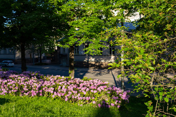 The flowering bushes of violet rhododendrons in the park of the city of Turku in Finland on a summer day.