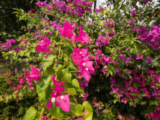Fototapeta na wymiar Blooming Bougainvillea flowers in Luang Prabang, Laos