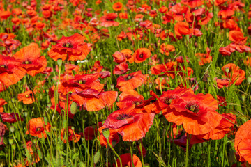Obraz premium Field of poppies close up. Glade of beautiful red flowers. The remembrance poppy is a flower that has been used to commemorate military personnel who have died in war.