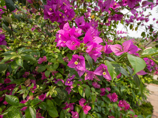Blooming Bougainvillea flowers in Luang Prabang, Laos