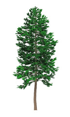 Tree isolated on white background for graphic decoration, suitable for both web and print media 