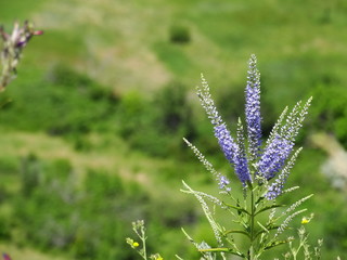 field flowers