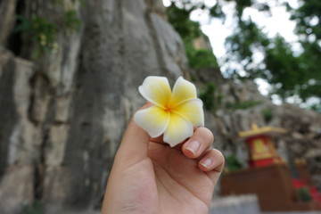 yellow flower in hand