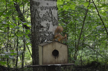 Squirrel near the trough. Squirrel in the Park. Cute squirrel in nature. Portrait of a squirrel
