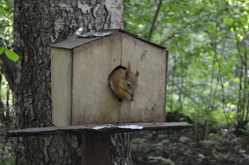 Squirrel in the house. Squirrel in the Park. Cute squirrel in nature. Portrait of a squirrel