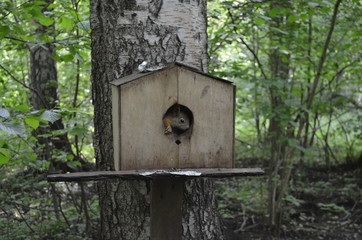 Beautiful squirrel in the house. Squirrel in the Park. Cute squirrel in nature. Portrait of a squirrel