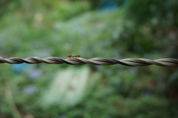 ant on barbed wire fence