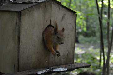 Fluffy red squirrel in the house. Squirrel in the Park. Cute squirrel in nature. Portrait of a squirrel