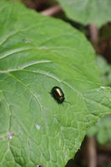 bug on a leaf