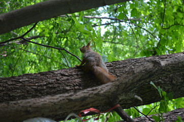 Fluffy squirrel on a tree branch. Squirrel in the Park. Funny squirrel in nature. Portrait of a squirrel