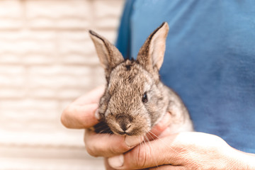 Mens hands hold a little rabbit in the sunlight on nature. rabbit breeding concept.