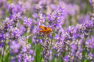 Butterfly on purple lavender flowers, lavender field closeup.