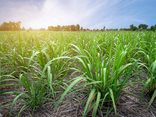 Sugarcane leaves, tropical plants, agriculture in Thailand