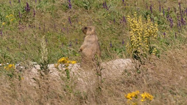 The bobak marmot (Marmota bobak) is a large rodent, family	Sciuridae. He lives in the steppes of Eurasia, in burrows. A very rare species.