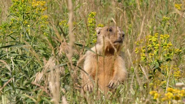 The bobak marmot (Marmota bobak) is a large rodent, family	Sciuridae. He lives in the steppes of Eurasia, in burrows. A very rare species.
