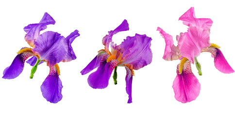 Iris flowers on a white background. Big flowers for designers.