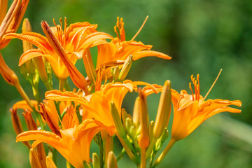 Bright yellow orange flowers of a Day lily Hemerocallis against green garden background.
