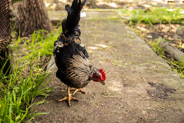 Beautiful adult color cock eats corn and grass in the meadow