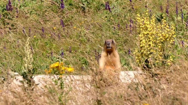 The bobak marmot (Marmota bobak) is a large rodent, family	Sciuridae. He lives in the steppes of Eurasia, in burrows. A very rare species.