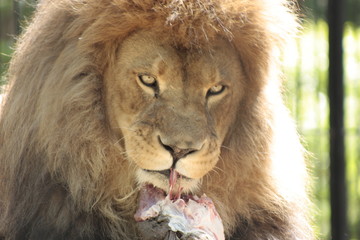 portrait of a lion