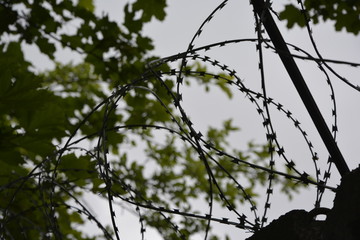 barbed wire against the sky