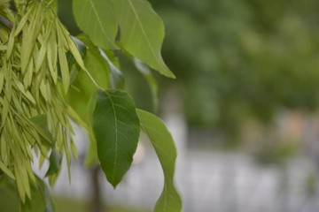bright green earrings on trees