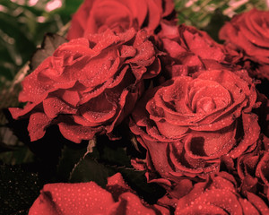 Red Roses