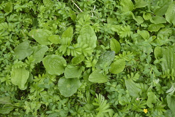 green small weed grass, plantain