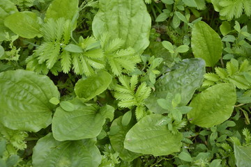 green small weed grass, plantain