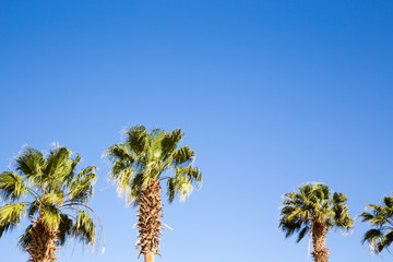 Obraz premium Palm tree in the background of a clear blue sky. Background for inserting an image or text on a theme - tourism, travel and leisure.
