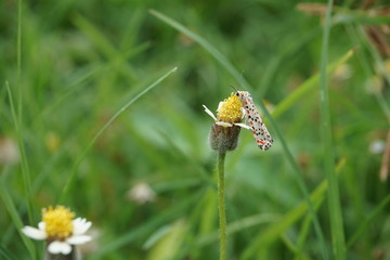 butterfly on flower