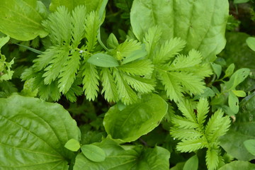 green small weed grass, plantain