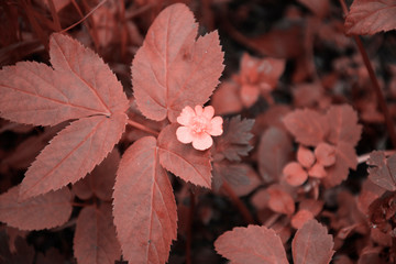 little red flower with red leaves