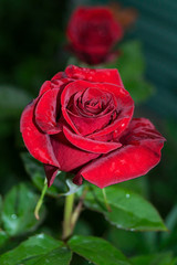 Natural bright roses background. Bright red rose for Valentine Day. Closeup, macro shot. Red rose flower. Close up of red roses and water drops. Roses in flower shop. A red rose bloom. Rose petals...