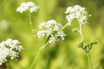 fleurs blanche