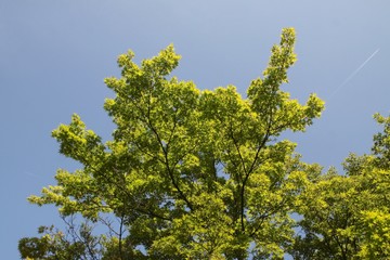 Acer japonicum tree in a garden