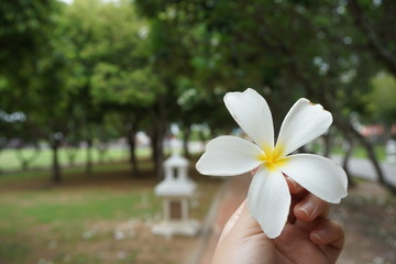 woman holding a flower