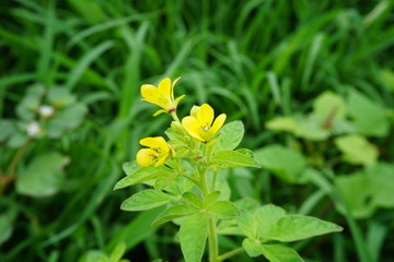 yellow flower in green grass