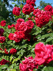 Rose bush with green leafs