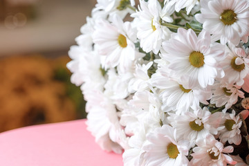 white chrysanthemum flowers chamomile on a pink surface in a large number of background