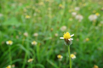 yellow flower in the grass