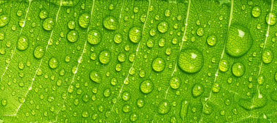 Naklejki  Zbliżenie krople deszczu na zielonym liściu, wodzie i koncepcji tła wody i przyrody w panoramie