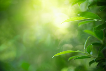Nature of green leaf in garden at summer. Natural green leaves plants using as spring background cover page greenery environment ecology wallpaper