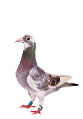 full body of speed racing pigeon bird standing isolate white background