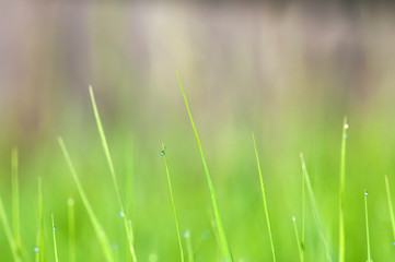 shiny droplets of morning dew on green grass