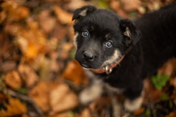 Little puppy walks in autumn