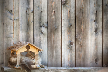 grey fluffy cat lying in a wooden bird feeder on a wooden wall background