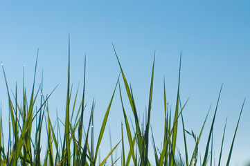 green grass in drops of morning dew against the blue sky