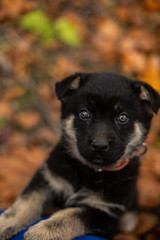 Little puppy walks in autumn